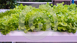 Green Oak Vegetable hydroponics