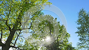 Green Oaks and spring sun