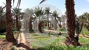 Green oasis in desert Merzouga, Sahara desert. Palm trees and agricultural grounds and vegetable garden for growing