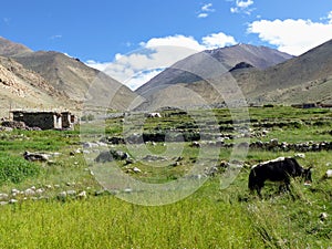Green oasis in Ladakh in the valley of Sarah in India.