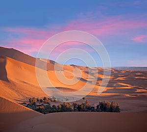 Green oasis over sand dunes in Erg Chebbi of Sahara desert on sunset time in Morocco, North Africa