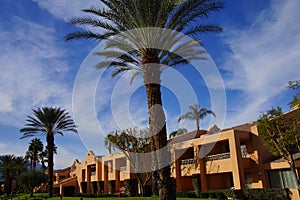 Green oasis with Palm trees