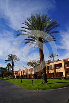 Green oasis with Palm trees