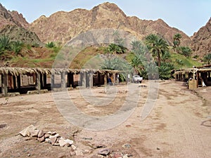 Green oasis on Sinai.