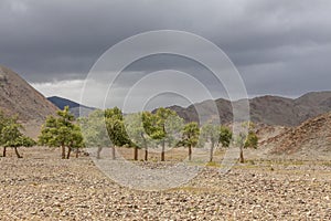 Green oasis sprouting from rocky soil of Altai Mountains Mongolia