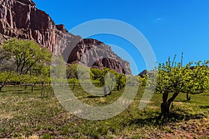 A green oasis of trees in Capital Reef national park