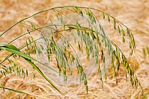 Green oat ears of wheat