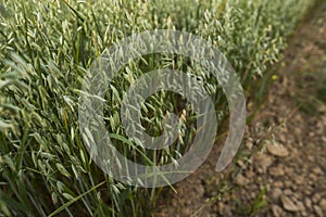 Green oat ears of wheat grow from the ground. Agriculture. Nature product.