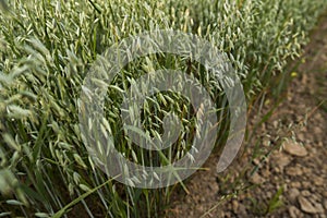 Green oat ears of wheat grow from the ground. Agriculture. Nature product.