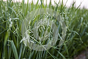 Green oat ears of wheat growing in the field. Agriculture. Nature product.