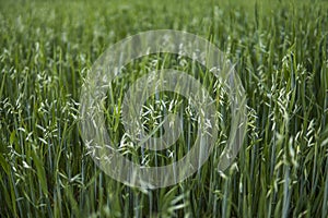 Green oat ears of wheat growing in the field. Agriculture. Nature product.