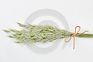 Green oat ears on white background.