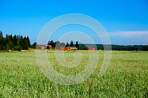 Green oat field on summer day