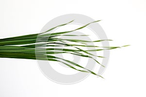 Green oat grass leaves on horizontal white background