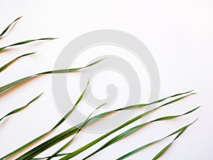 Green oat grass leaves on white background