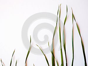 Green oat grass leaves on white background, top view
