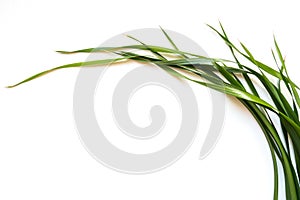 Green oat leaves on white background, copy space