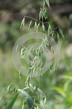 Green oat plants. Close-up of cereals on blurred background