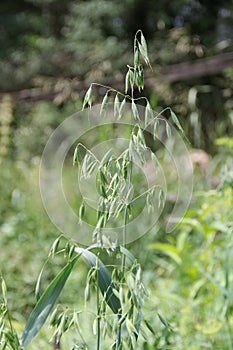 Green oat plants. Close-up of cereals on blurred background