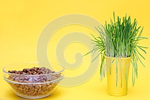 Green oat sprouts and a bowl of dry cat food. Yellow background. Green grass in the diet of cats. Diet for cats