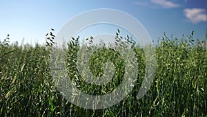 Green oats field in countryside, close up. Field of oats blowing in the wind at sunny spring day. Young and green