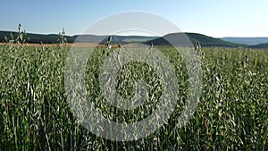 Green oats field in countryside, close up. Field of oats blowing in the wind at sunny spring day. Young and green