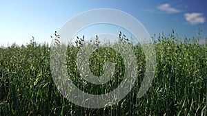 Green oats field in countryside, close up. Field of oats blowing in the wind at sunny spring day. Young and green