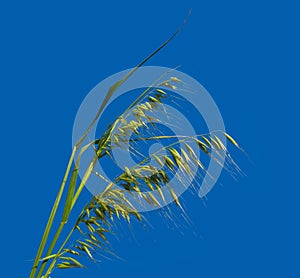 Green Oats plant Isolated on blue sky