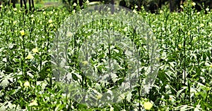 Green okra Agriculture field