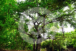 Green old tree with branches in indain forest