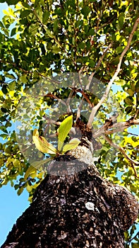 The green old tree still strong enough to standstill