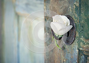 Green old wooden door with a white rose