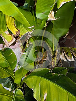 Green older leaves of the banana trees background tropical