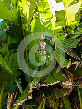 Green older leaves of the banana trees background tropical