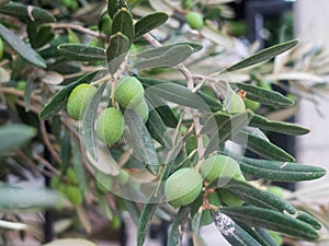 Green olive berries and leaves on the olive tree