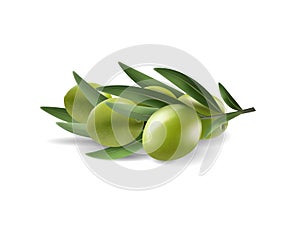 Green olive branch isolated on white background as package design composition