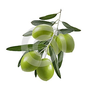 Green olive branch isolated on white background