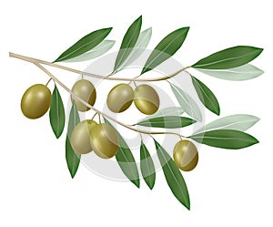 Green olive branch. Realistic .