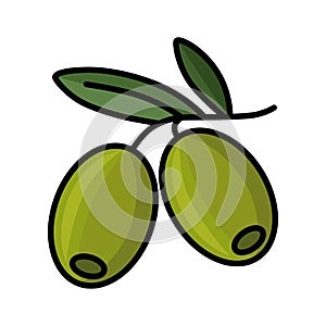 Green olive. Color icon. Olives are the fruits of an evergreen tree.