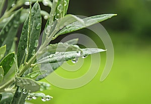 Green olive leaves
