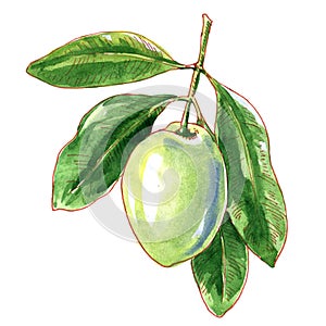 Green olive with leaves, close-up, package design element. Single olive fruit on branch, isolated, hand drawn watercolor