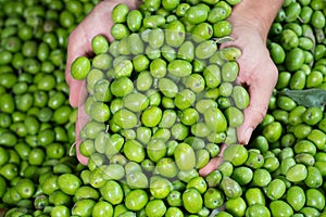 Green Olive for oil production