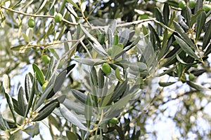 Green olive at a olive tree