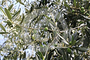 Green olive at a olive tree