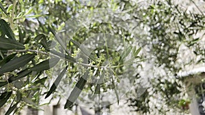 Green olive tree branches with small unripe olives