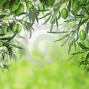 Green olive tree closeup on abstract background