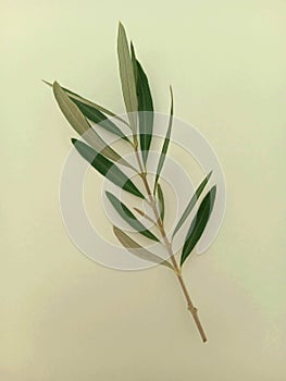 Green olive tree leaves, branches isolated on white background. Moody decorative floral banne