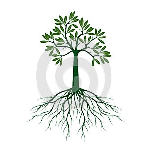 Green Olive Tree with Leaves and Roots. Vector outline Illustration. Plant in Garden