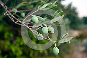 Green olives