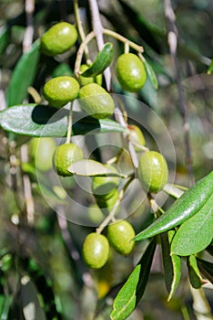 Green olives